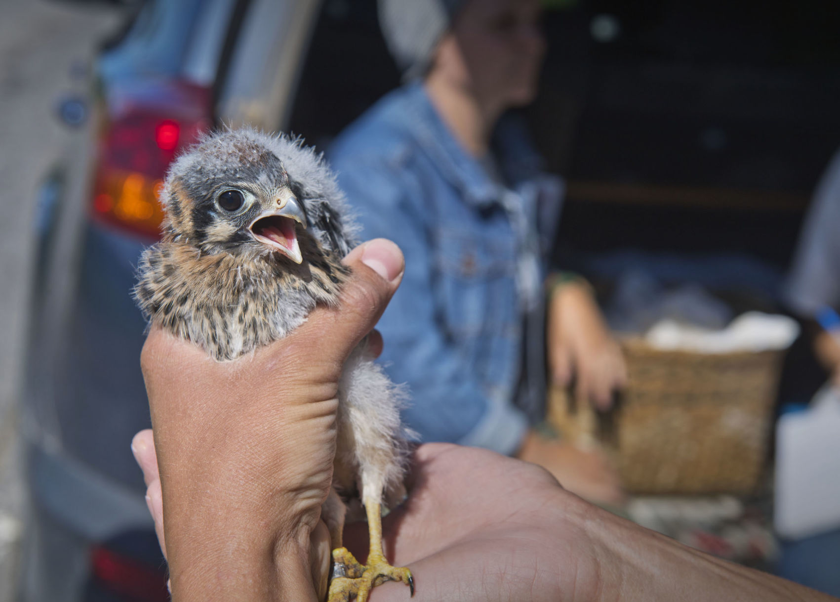 0626_wds_Kestrel Banding_cl08.jpg